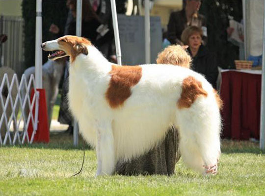 Introduction to the Borzoi (Russian Wolfhound)